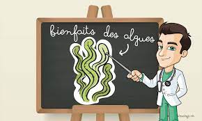 El Instante Naturo: los beneficios de las Algas para tu salud