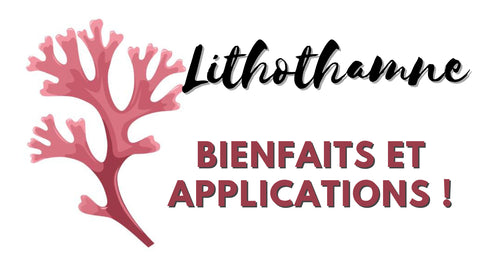 Le Lithothamne  Un trésor marin aux multiples bienfaits pour la santé