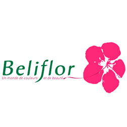 Beliflor