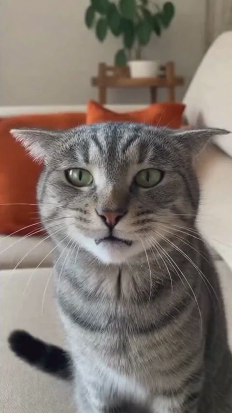 Fleurs de Bach pour Animaux stressés-spray 10ml-Provence Santé